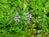 Mentha diemenica (Tucker Bush Wild Mint)