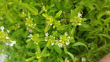 Mentha satureioides (Tucker Bush Bush Mint)