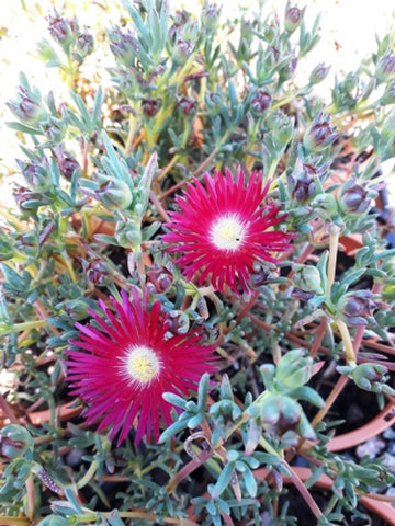 Mesembryanthemum Magenta