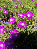 Mesembryanthemum (Mauve)