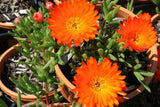 Mesembryanthemum (Orange)