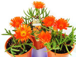 Mesembryanthemum (Orange)