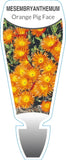 Mesembryanthemum (Orange)