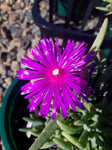 Mesembryanthemum Purple