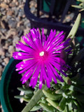 Mesembryanthemum Purple