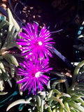 Mesembryanthemum Purple