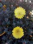 Mesembryanthemum (Yellow)