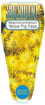 Mesembryanthemum (Yellow)