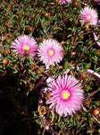 Mesembryanthemum (pink)