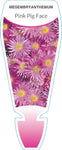 Mesembryanthemum (pink)