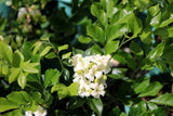 Murraya paniculata