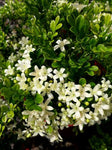 Murraya paniculata Min-A-Min