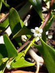 Myoporum insulare Prostrate (Tucker Bush Boobialla)