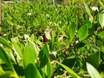 Myoporum insulare Prostrate (Tucker Bush Boobialla)