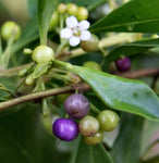 Myoporum insulare Prostrate (Tucker Bush Boobialla)