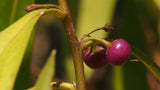 Myoporum montanum (Tucker Bush Water Bush)