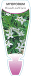 Myoporum parvifolium Broad White