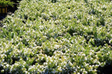 Myoporum parvifolium Fine Leaf