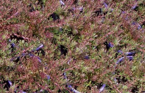 Myoporum parvifolium Purpurea