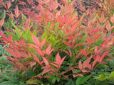 Nandina Magical Daybreak