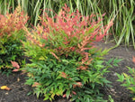 Nandina Magical Daybreak