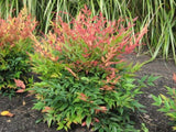 Nandina Magical Daybreak