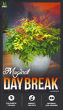 Nandina Magical Daybreak