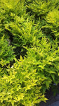 Nandina Magical Lemon Lime