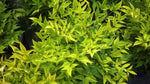 Nandina Magical Lemon Lime