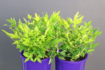 Nandina Magical Lemon Lime