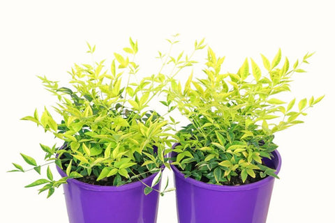 Nandina Magical Lemon Lime