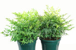 Nandina Magical Lemon Lime