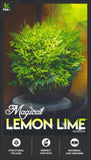 Nandina Magical Lemon Lime