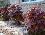 Nandina domestica Blush TM AKA