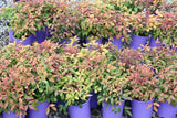 Nandina domestica Blush TM AKA