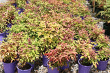 Nandina domestica Blush TM AKA