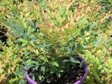 Nandina domestica Gulf Stream