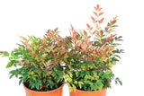 Nandina domestica Sunset Boulevaard