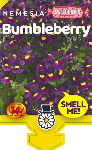 Nemesia Bumbleberry