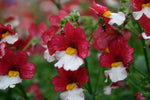 Nemesia Cherry on Ice