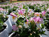 Nemesia Coconut Ice