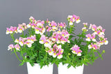 Nemesia Coconut Ice