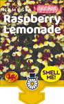 Nemesia Raspberry Lemonade