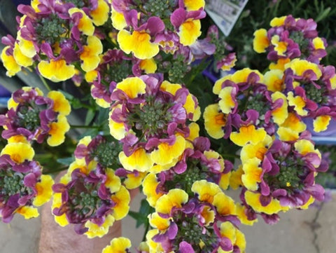 Nemesia Rhubarb and Custard