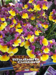 Nemesia Rhubarb and Custard