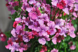 Nemesia Strawberry Ripple Flowerburst