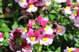 Nemesia Strawberry