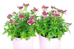 Nemesia Strawberry