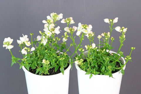 Nemesia Wisley Pearl Flowerburst