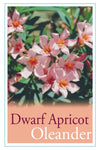 Nerium (dwarf Apricot)